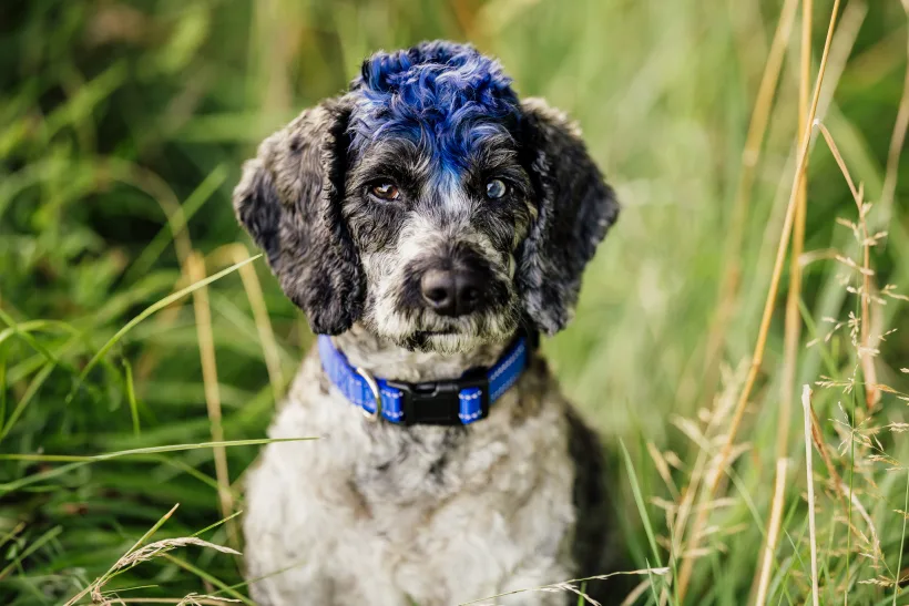 Tino, the team therapy dog at Blackridge CFO Advisory