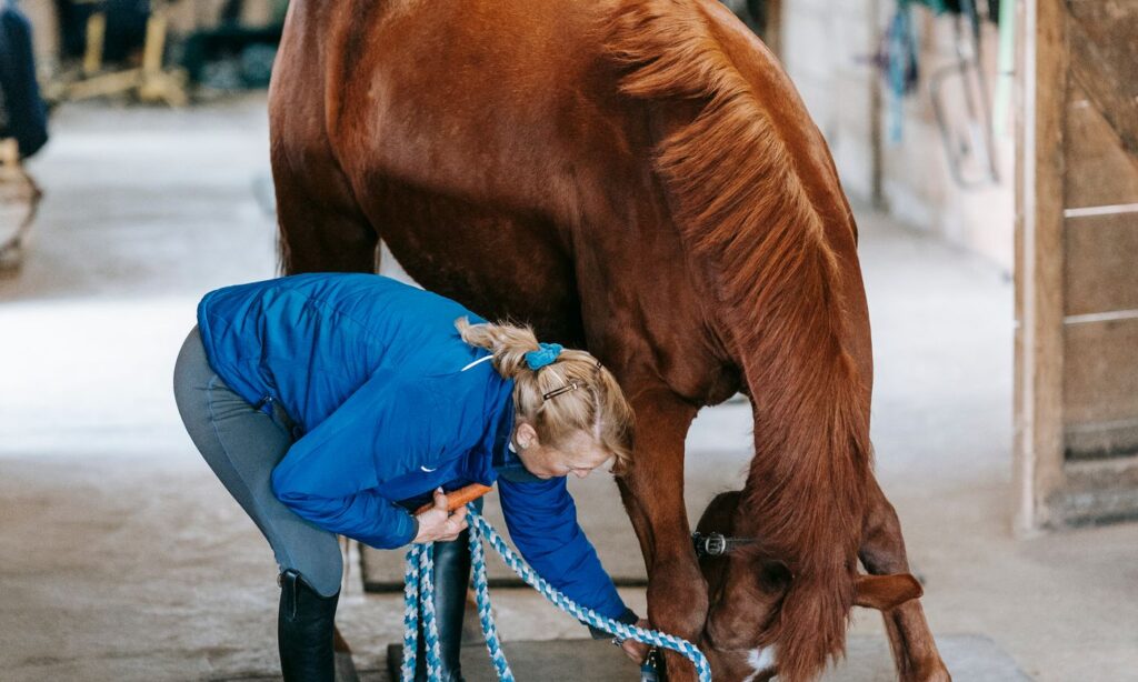 An equine practitioner checking a horse's leg in a barn aisle