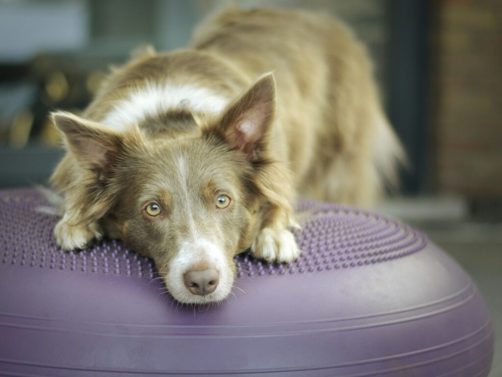 A border collie resting on a balance disc during a canine conditioning session