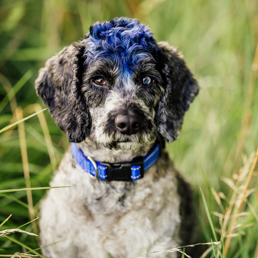 Tino, the Blackridge office dog, with a blue mohawk