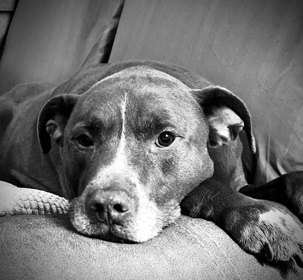 Praxis, a pit bull resting with his head on a cushion