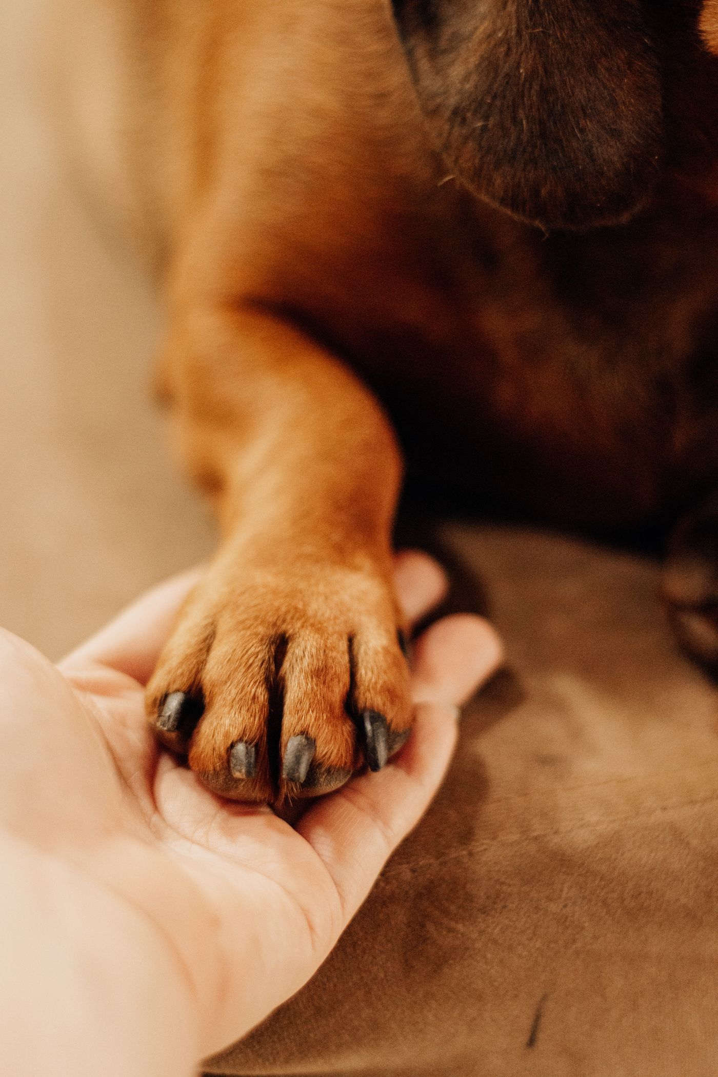 A person's hand gently holding a dog's paw