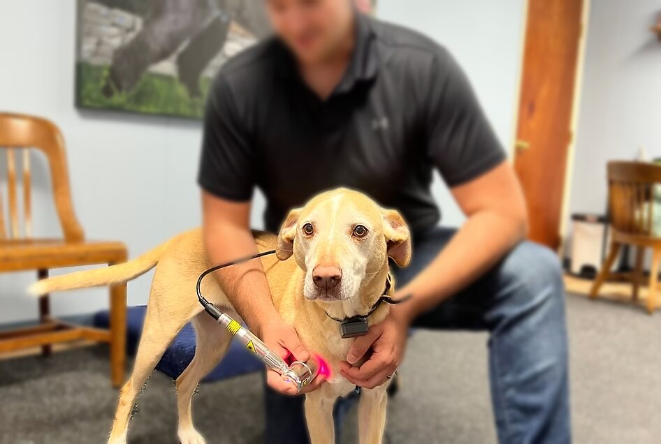 A dog receiving laser therapy at a rehabilitation practice