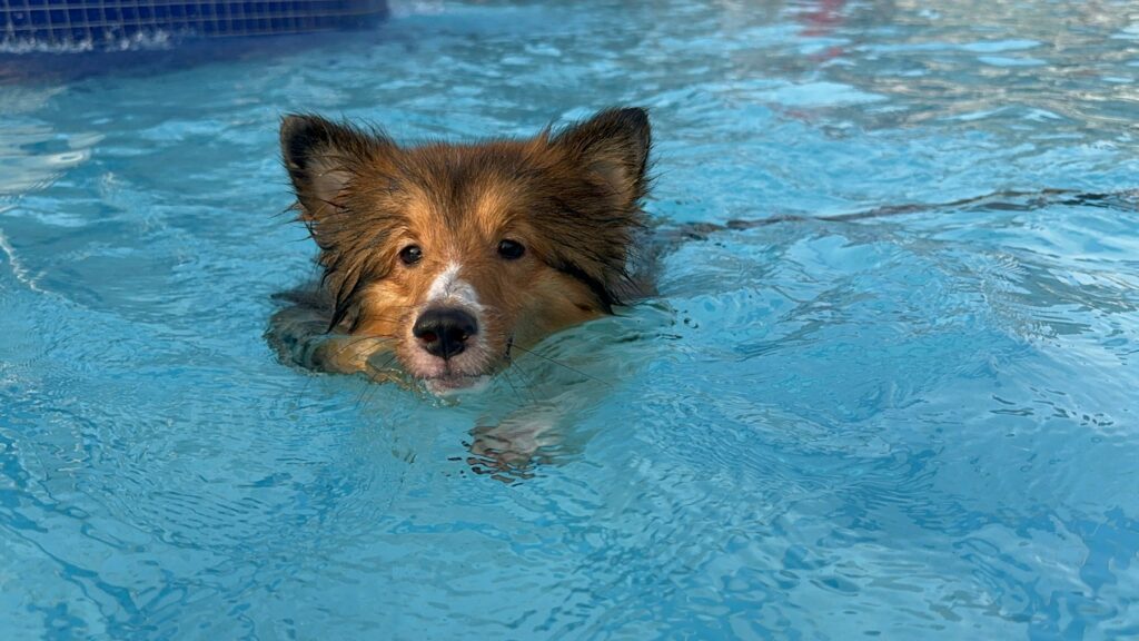 A dog swimming in a rehabilitation pool with its head above the water