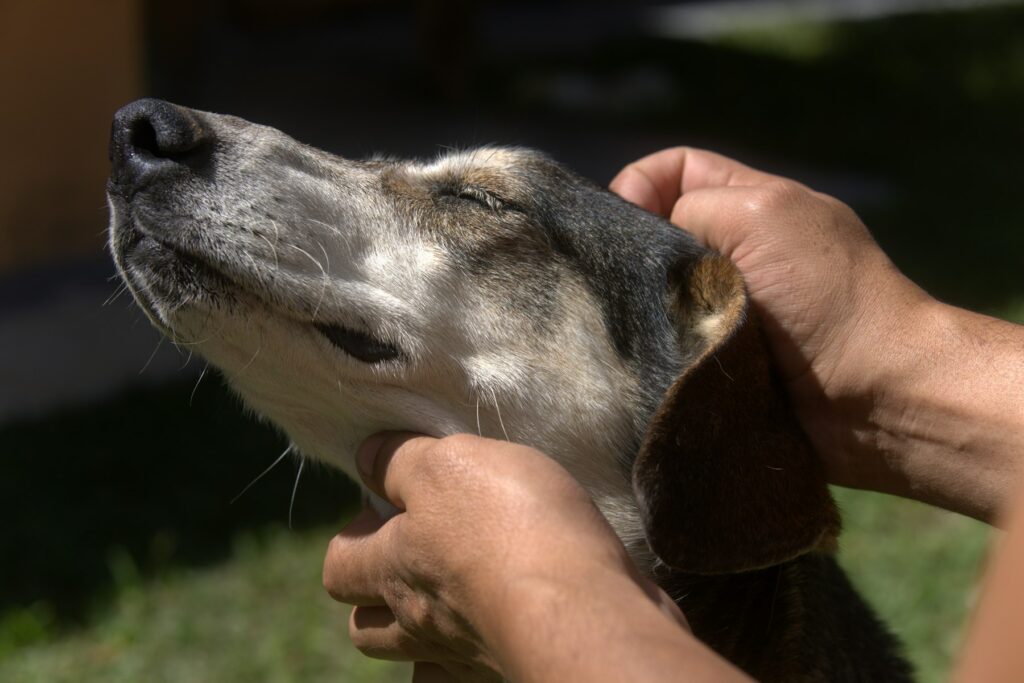 Hands gently holding the head of a senior dog outdoors