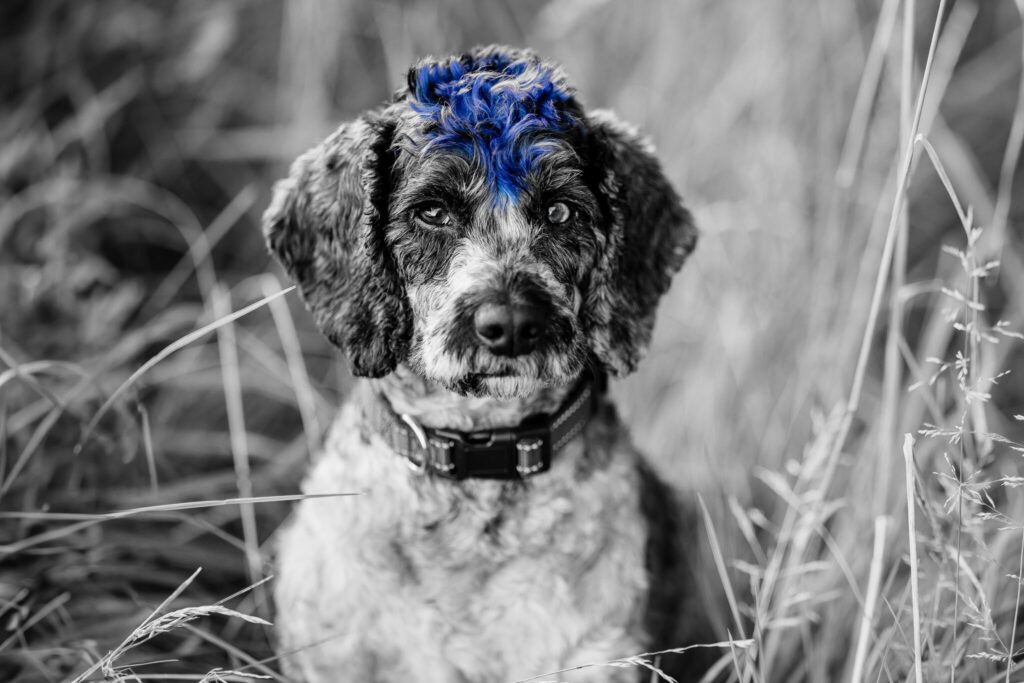 A black and white doodle with a blue mohawk sitting in tall grass