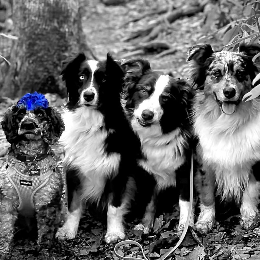 Four dogs sitting together on a wooded trail, in black and white, with one blue mohawk